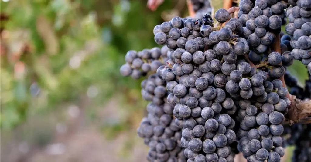 Veganistische wijn ah